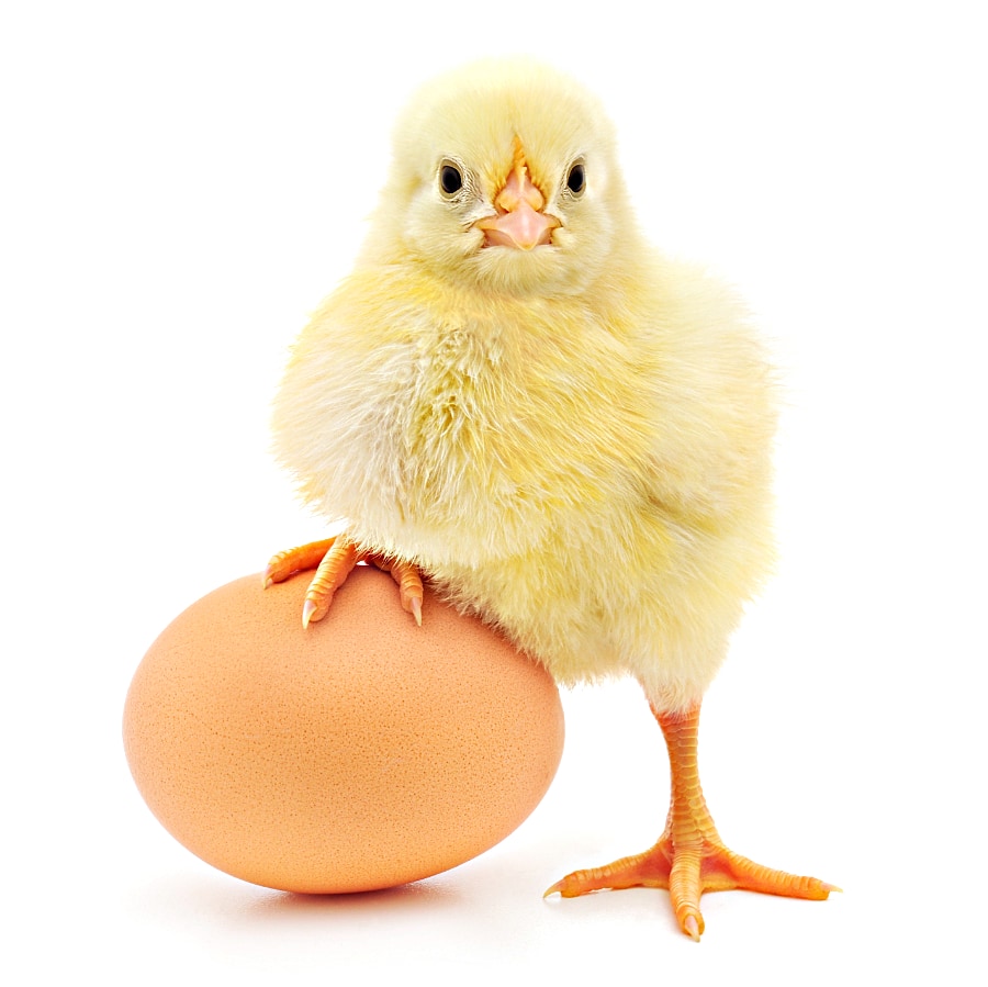  Oppbevaring og håndtering av egg 
