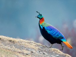 glansfasan_monal