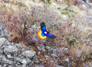 glansfasan_monal1