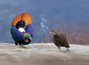 glansfasan_monal_11